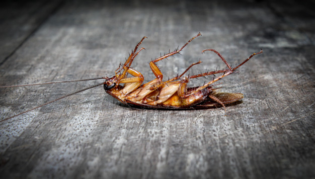 Как избавиться от тараканов в квартире навсегда и чего они боятся? - фото